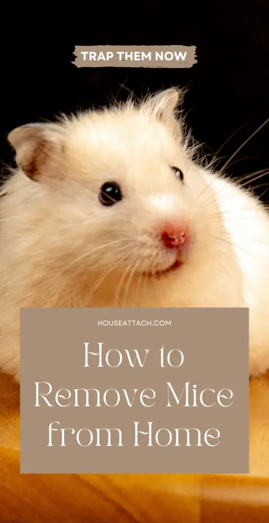 how to remove mice from home