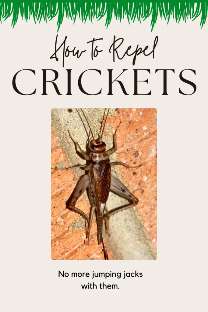 how to repel crickets