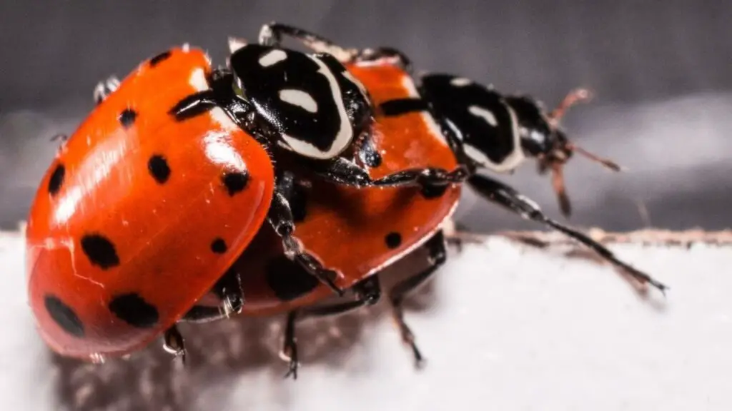 ladybug mating