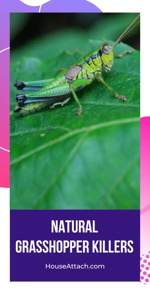 natural grasshopper killer