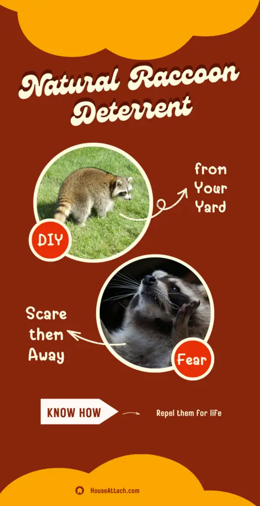 natural raccoon deterrent