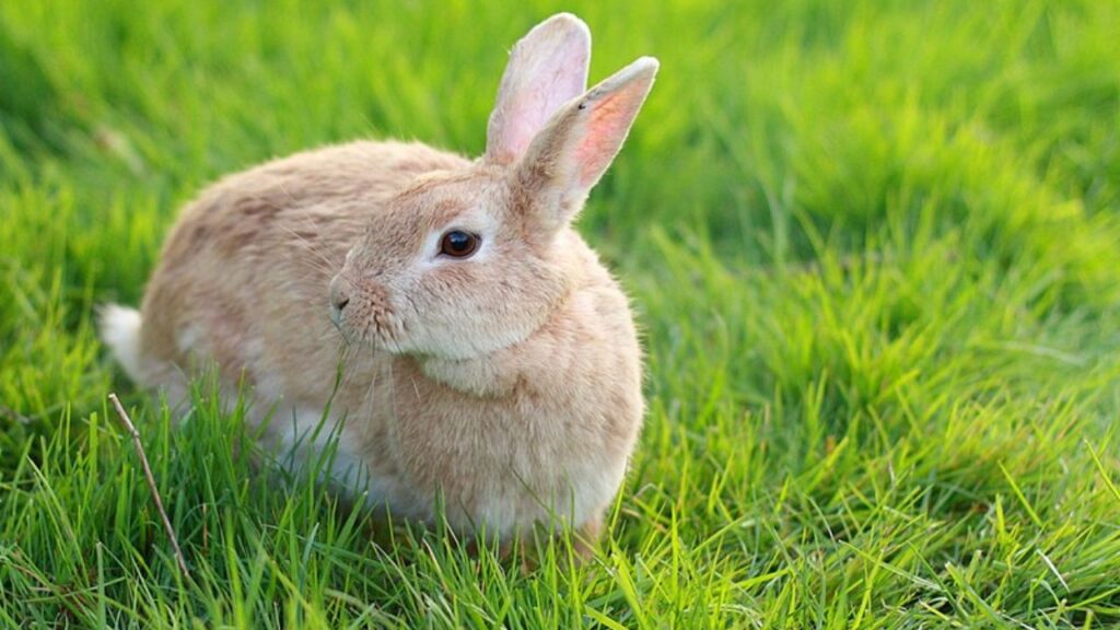 rabbit in yard