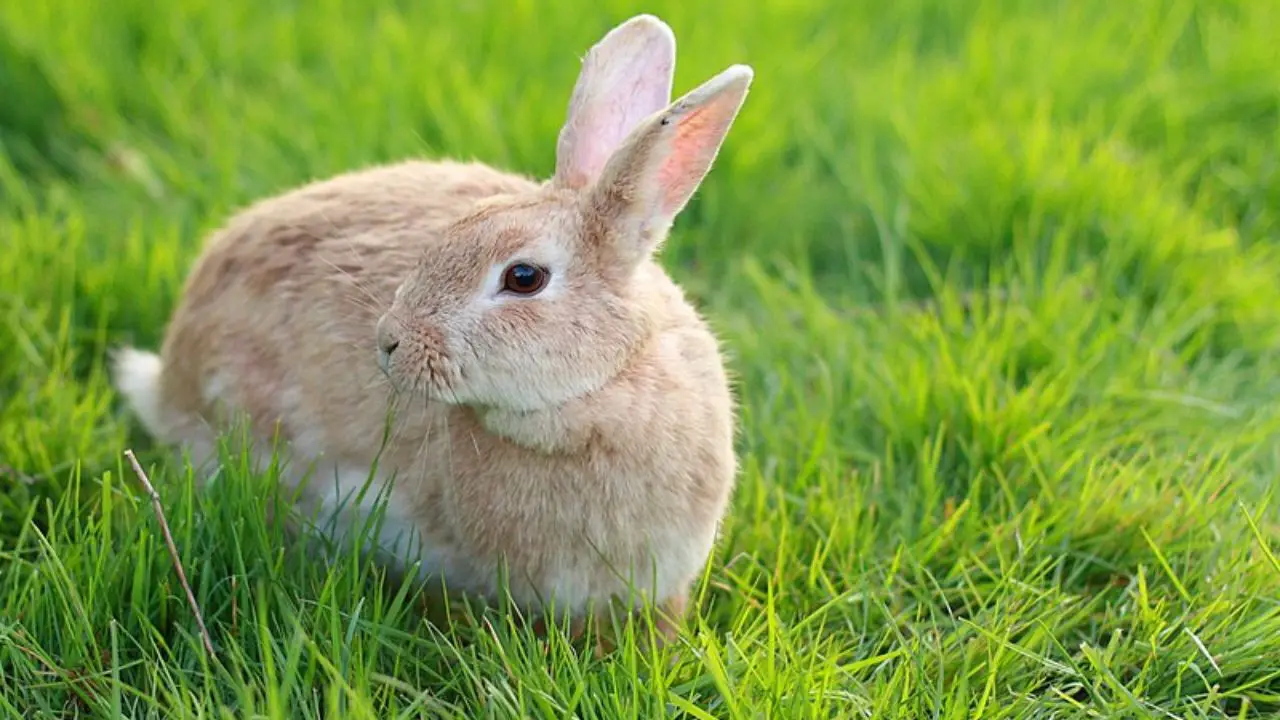 How to Get Rid of Rabbits from Your Garden