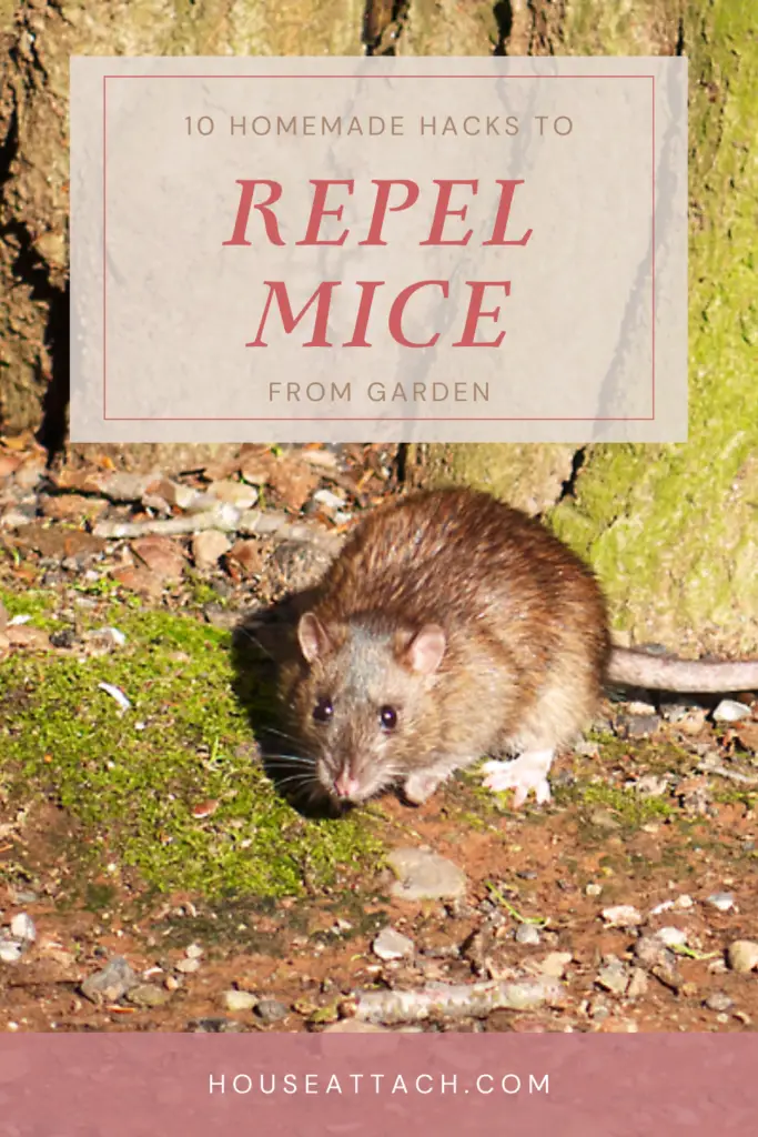 repel mice from garden