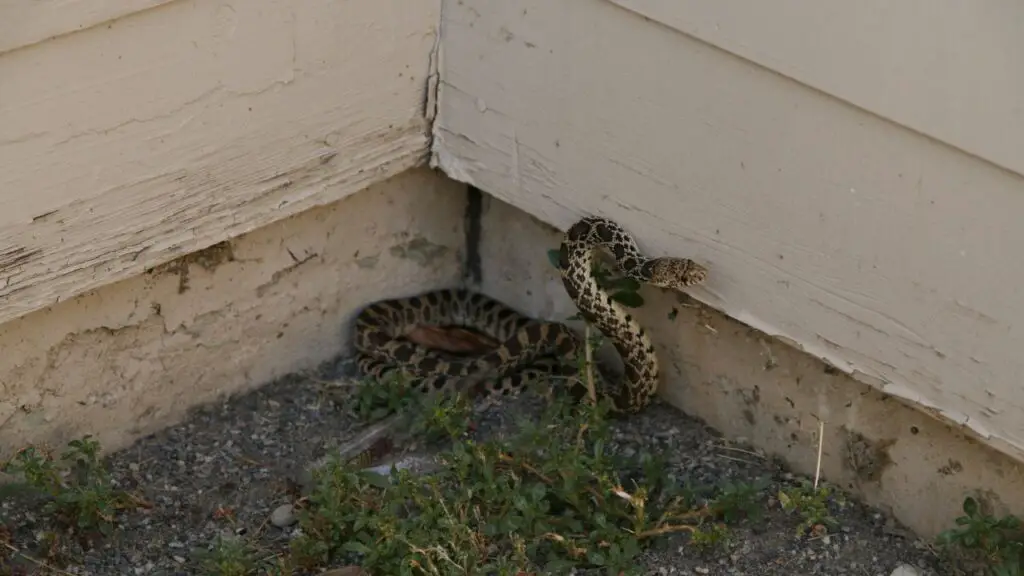snake at yard over wall