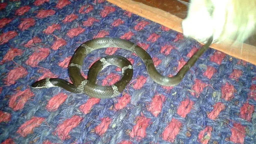 snake on home carpet