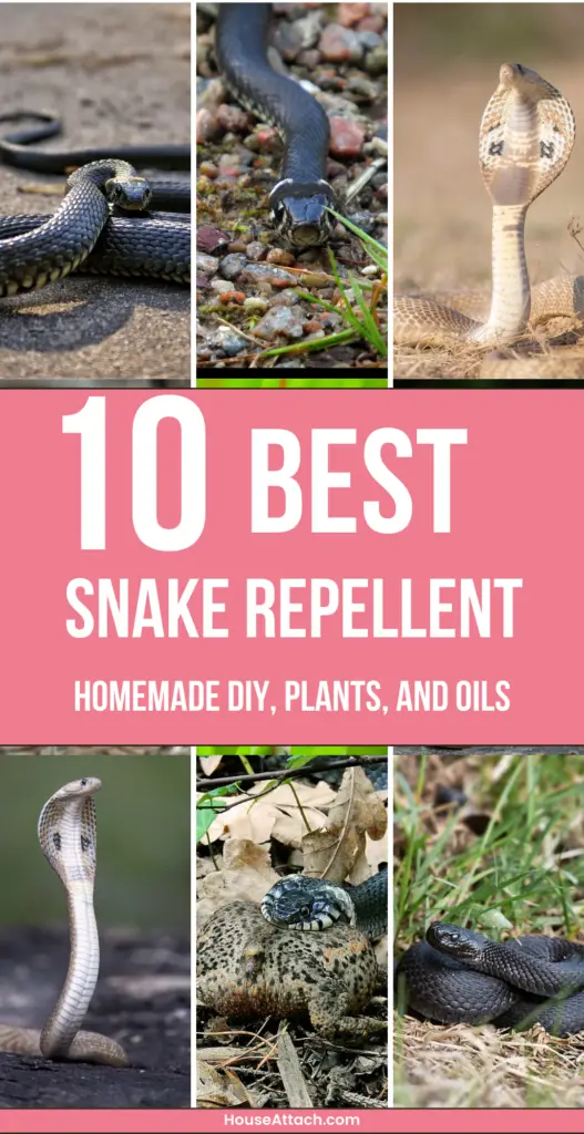 snake repellent homemade diy PLants and oils