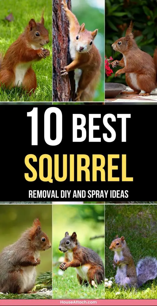 squirrel removal DIY and Spray ideas