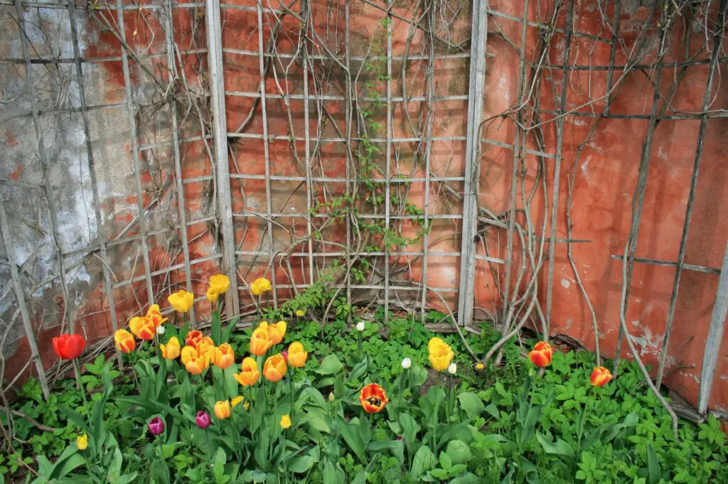 tulips in a garden corner