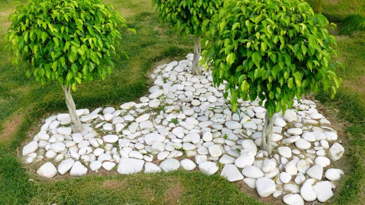 Add Small White Stones Around the Tree Roots