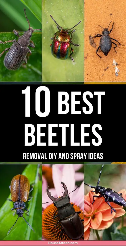 Beetles removal DIY and Spray ideas
