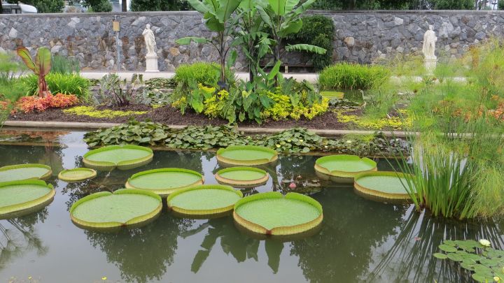 Build a Messy Pond with Floating Plants
