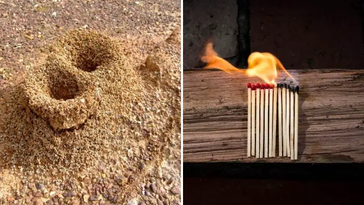 Burn Their ant Nest Down