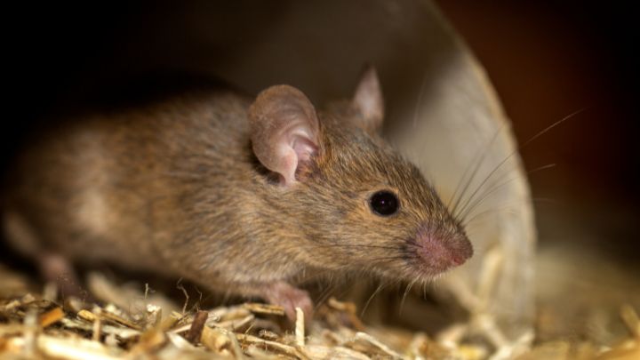 Control Rats and Mice with Peppermint Oil