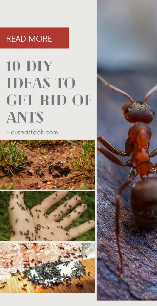 DIY ideas to get rid of ants