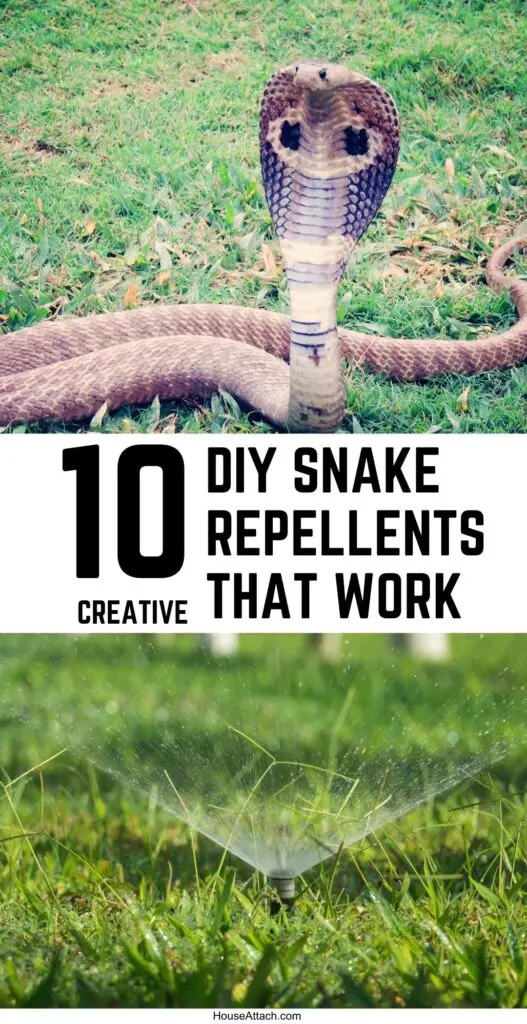 DIY snake repellents that work
