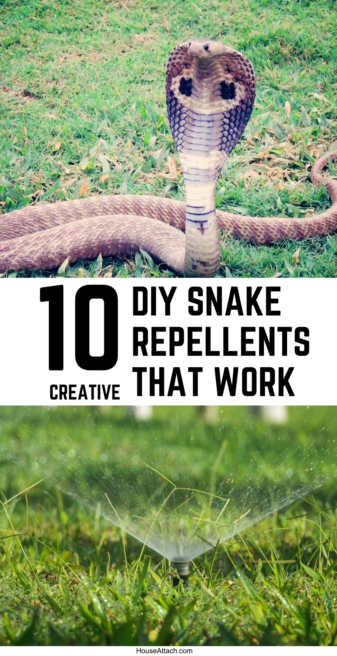 10-best-snake-repellents-that-work-marvelously