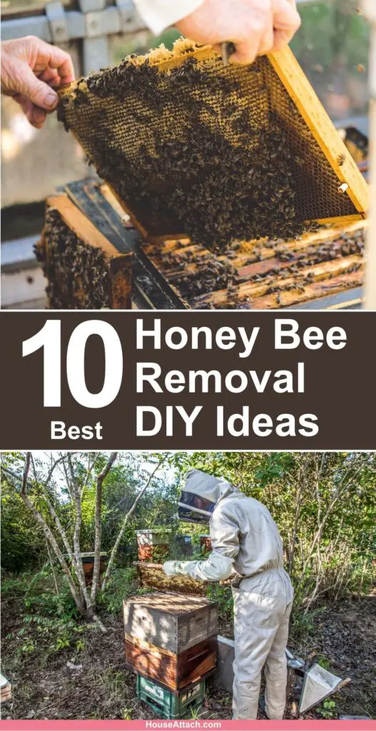Honey Bee Removal DIY Ideas