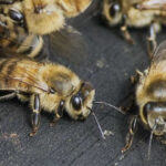 Honey bee removal