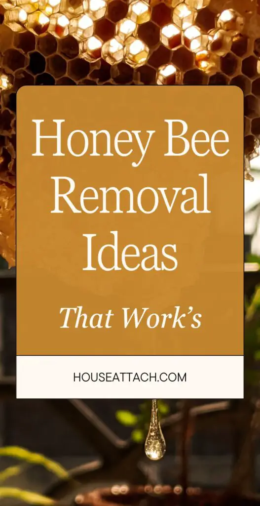 Honey bee removal ideas