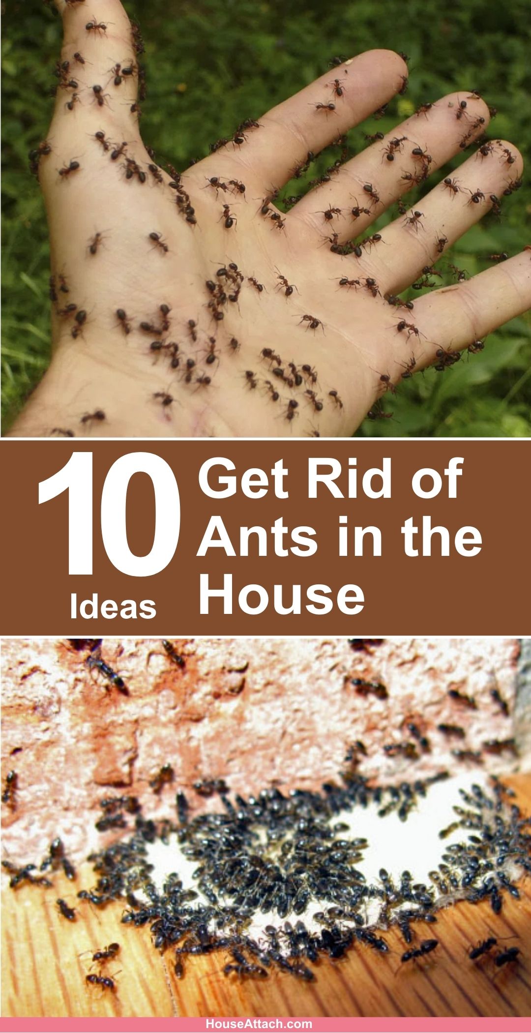 How To Get Rid Of Ants From Your Home And Garden   How To Get Rid Of Ants In The House 