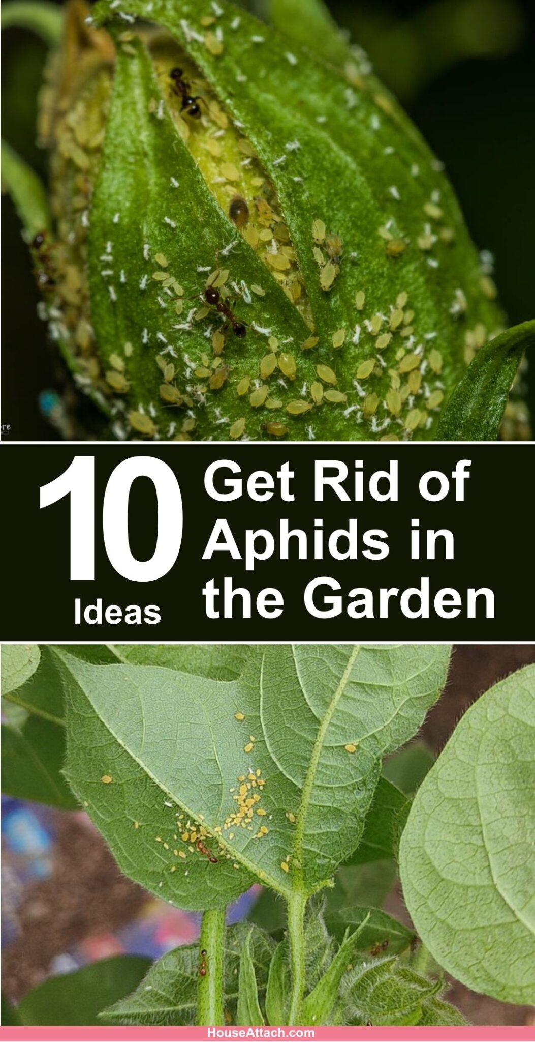 How to Get Rid of Aphids in the Garden