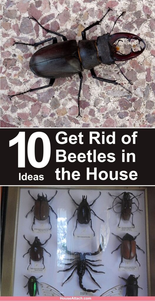 How to Get Rid of Beetles in the House