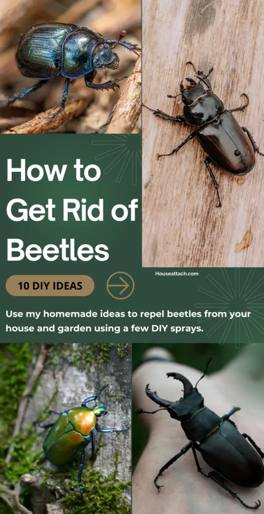 How to Get Rid of Beetles in the house and garden