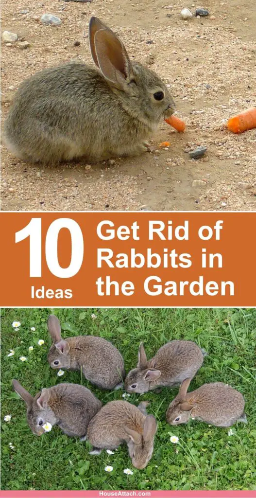 How to Get rabbits in the garden