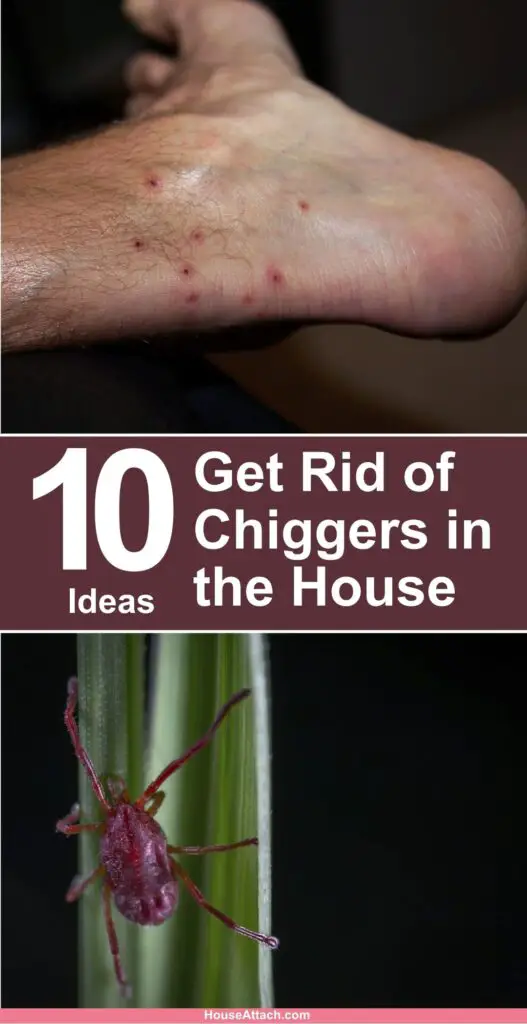 How to Get Rid of Chiggers in the House