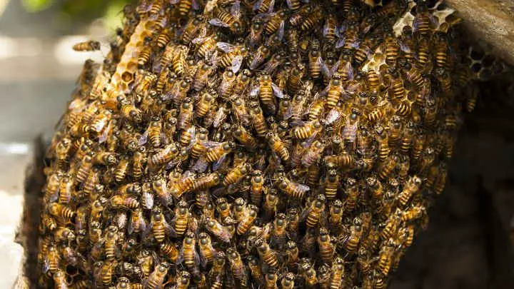 How to Get Rid of Honey Bee Hive Permanently