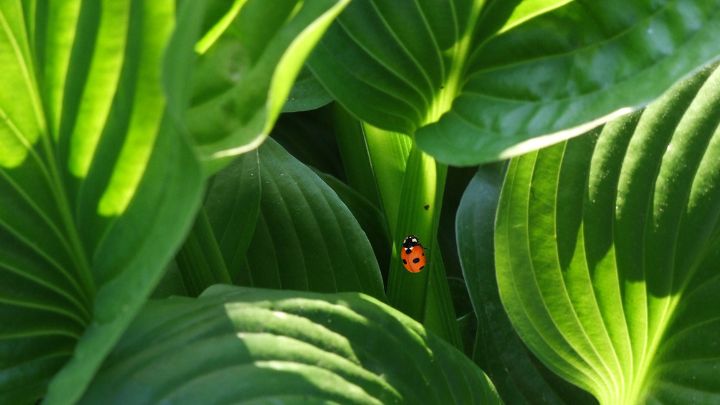 Inspect Your Plants Well to Repel Ladybugs