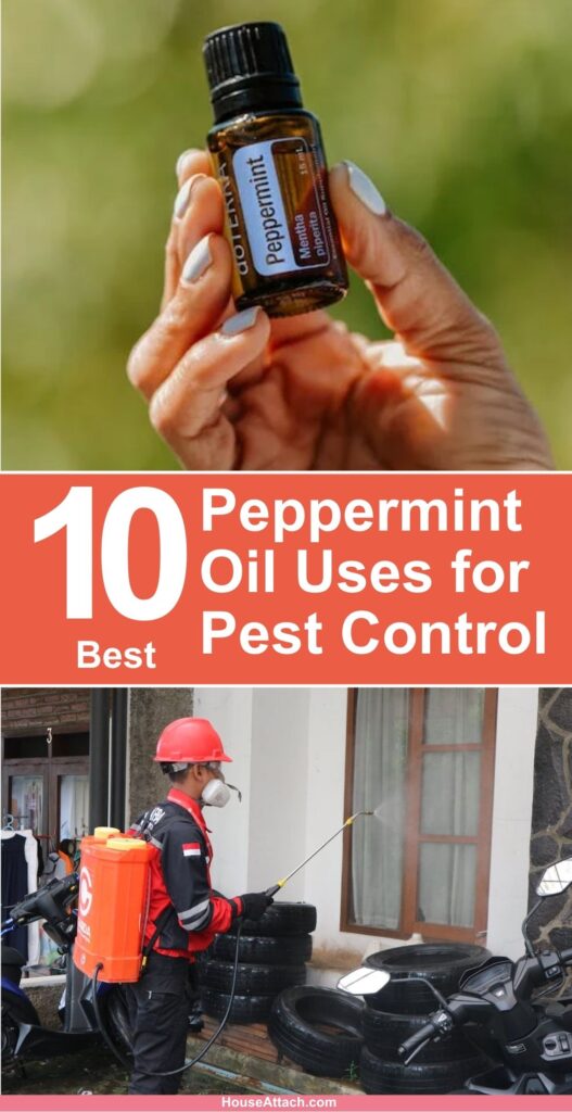 Peppermint Oil Uses for Pest Control