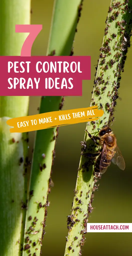 Pest Control spray Ideas