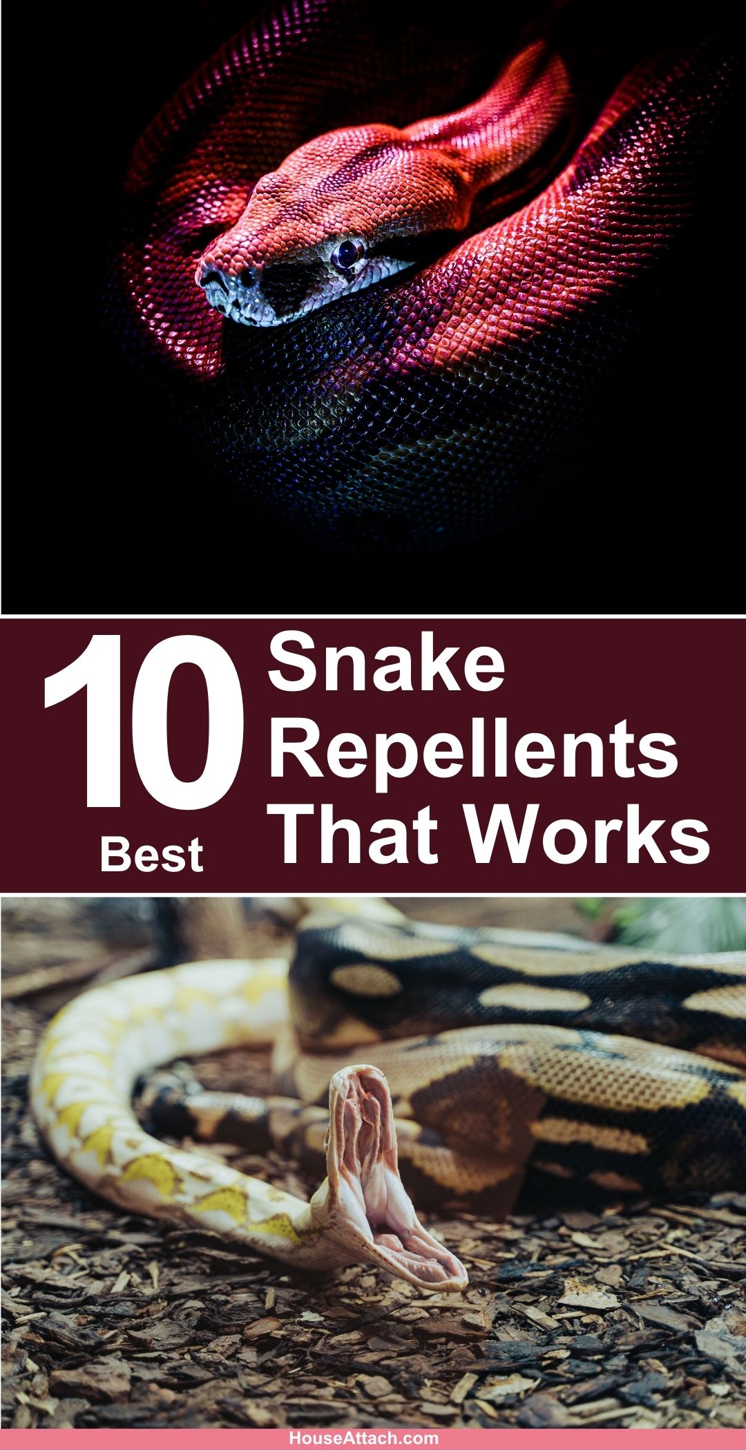 10 Best Snake Repellents That Work Marvelously