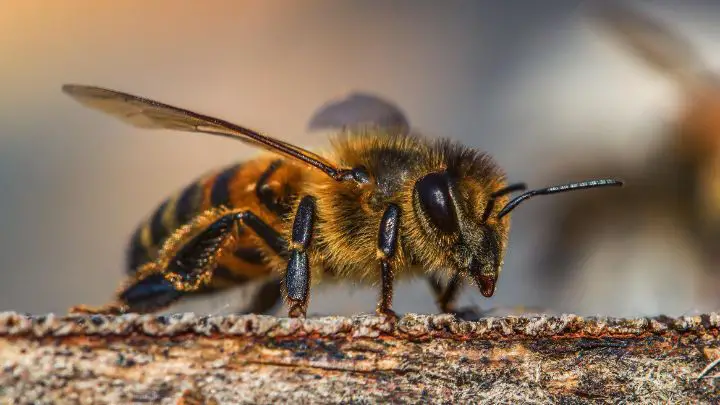 Things that Repel Honey Bees
