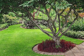 Tree in garden