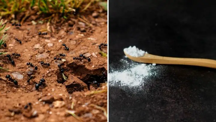 Use Diatomaceous Earth Powder to Kill ants
