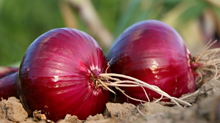 Use Onion as Pest Control Spray