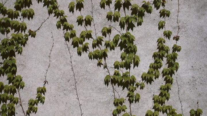 Use Small Climbing Plants on Walls