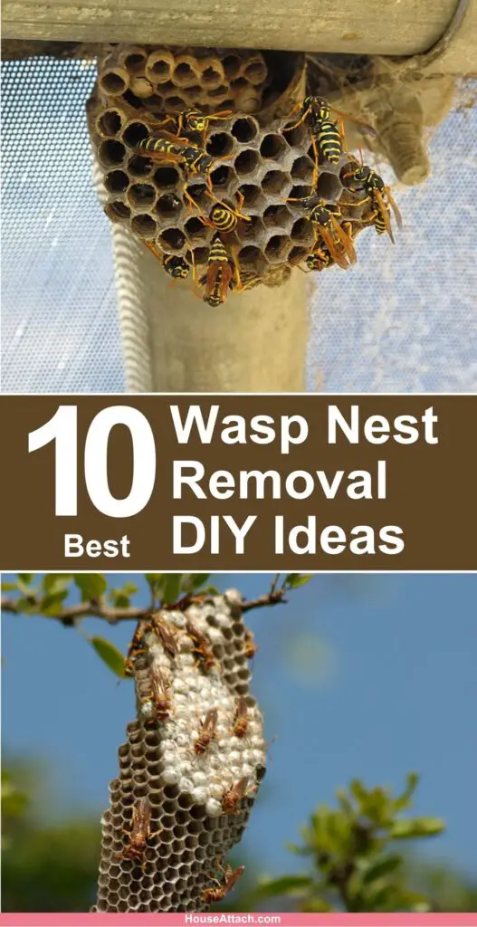 Wasp Nest Removal DIY Ideas