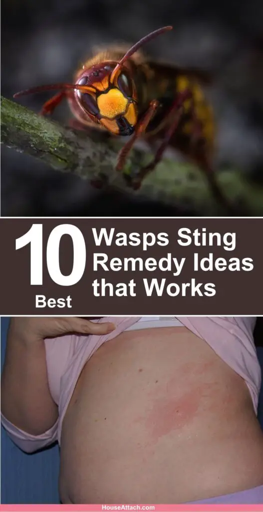 Wasps Sting Remedy Ideas that Works
