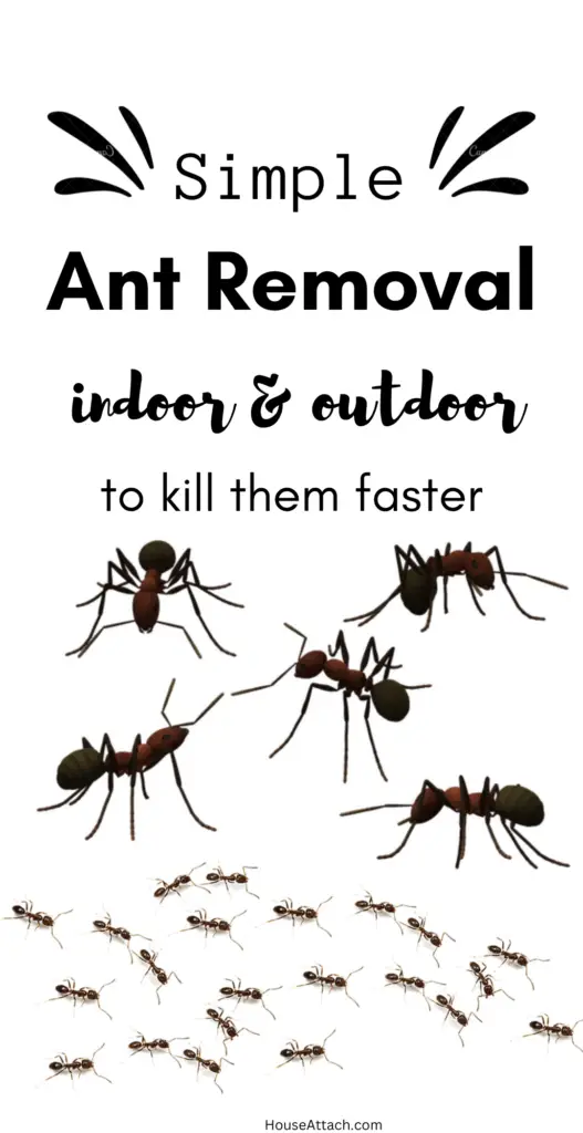 ant removal indoor and outdoor