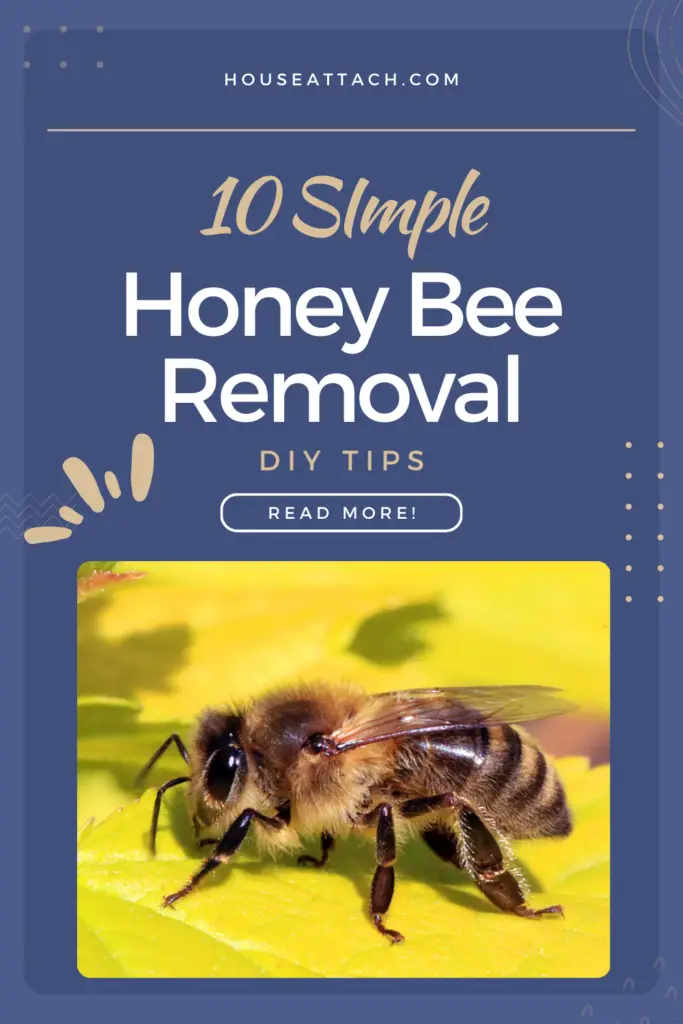 diy honey bee removal