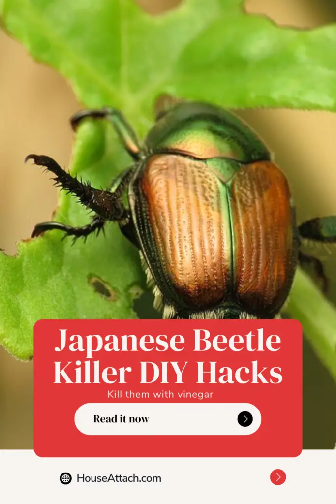 diy japanese beetle killer