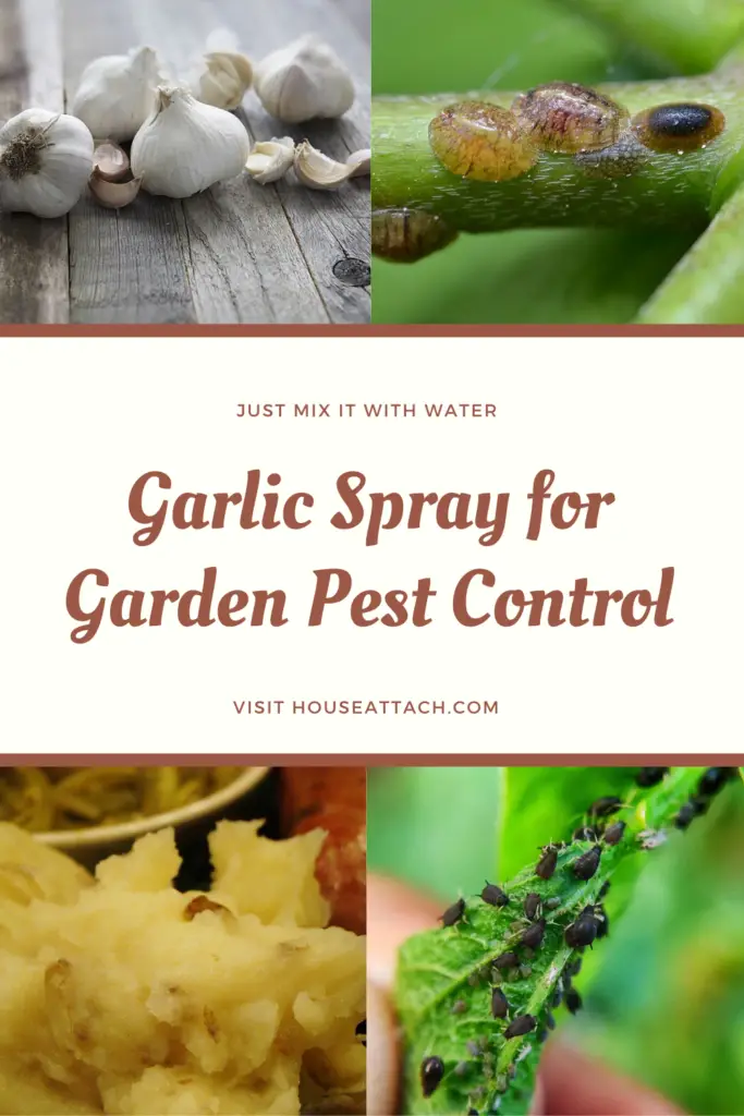 garlic spray for garden pest control