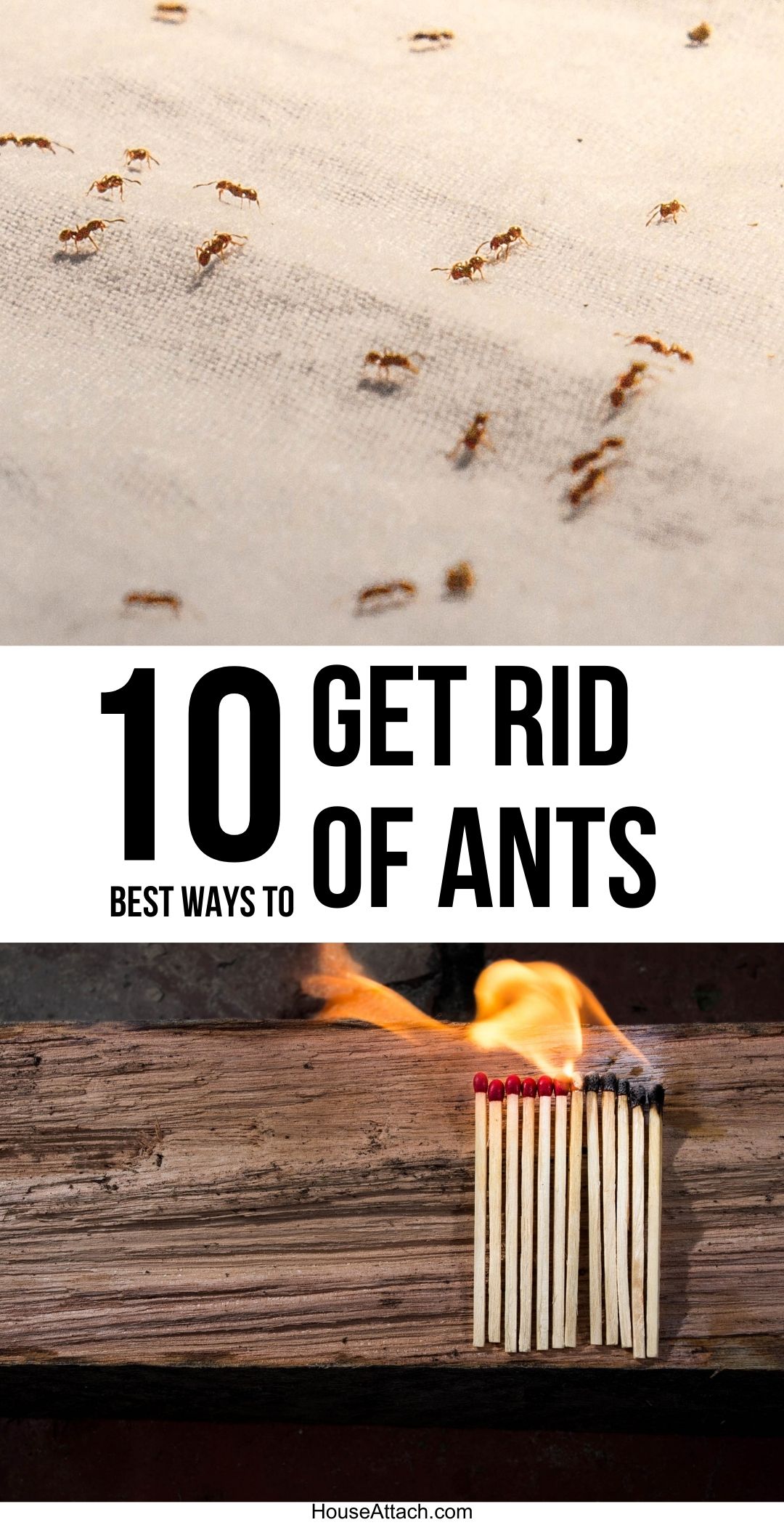 How to Get Rid of Ants from Your Home and Garden