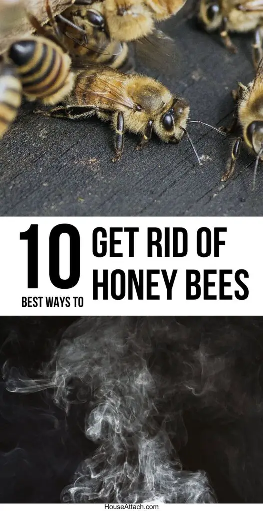 get rid of honey bees
