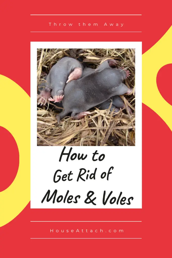 get rid of moles and voles