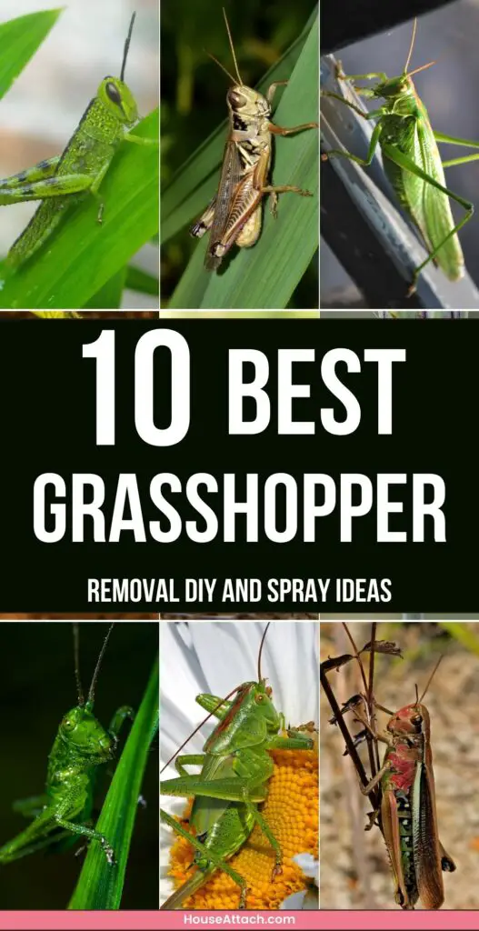 grasshopper removal DIY and Spray ideas